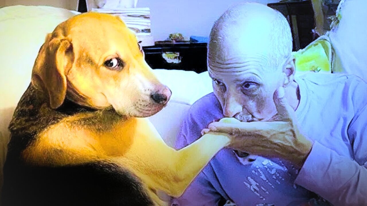 🤣 Animals That Make You Laugh | Funniest Animal Moments 2025 🐶🐱 | Try Not To Laugh 😂