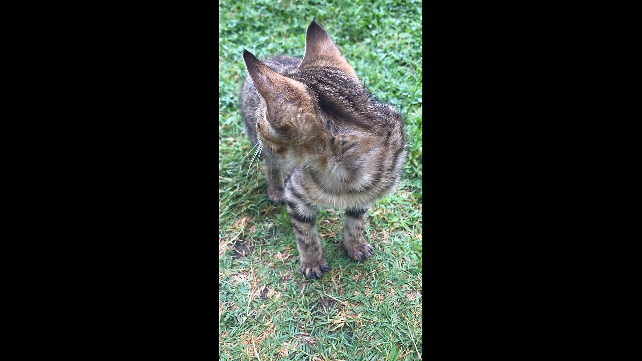 #kitten