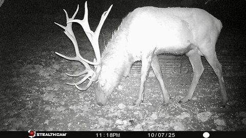 Crossbow & Bow 2025 Hunting Season