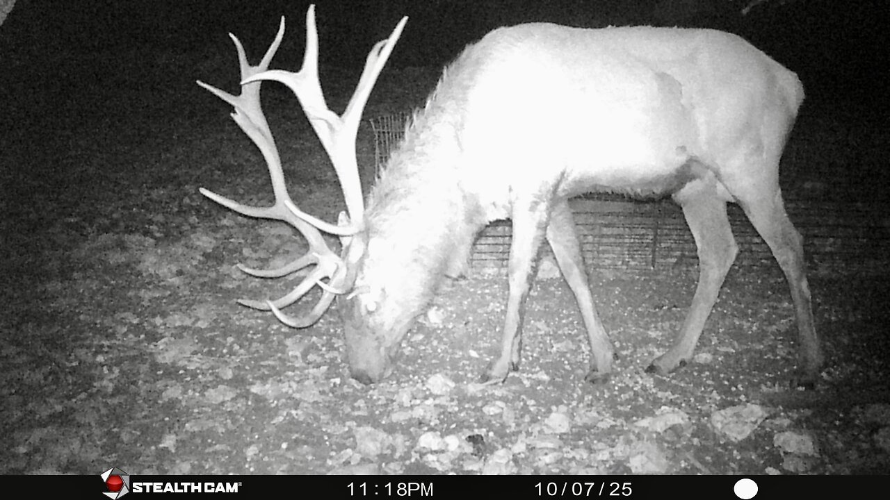 Crossbow & Bow 2025 Hunting Season