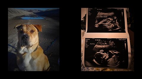 Yard #4 | Bringing Life Back to a Sacred Space | The Aestheticlawns Project