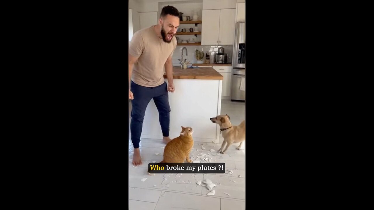 😼🤣 ‘Watch this cat blaming the Dog for the broken plates in the kitchen