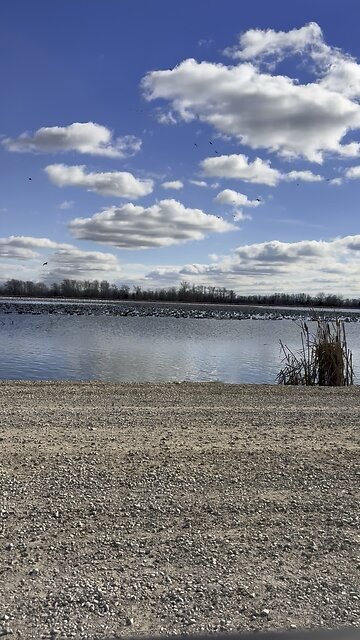 Geese Resting During Migration: Rumble Shorts