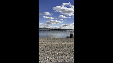 Geese Resting During Migration: Rumble Shorts