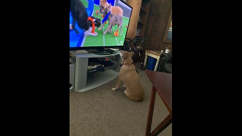 Pandemonium breaks out in the Puppy 🐶 Bowl 🥣 excited 😆 Georgia 🦮 ROFL 🤣👍