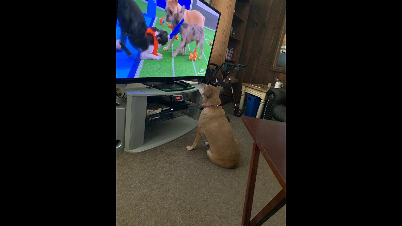 Pandemonium breaks out in the Puppy 🐶 Bowl 🥣 excited 😆 Georgia 🦮 ROFL 🤣👍