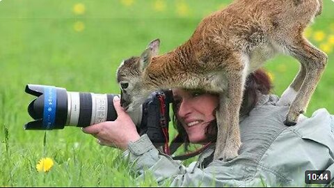 Best Animals Interrupt Humans in the Funniest Ways 🤪 Funny Animal Videos 2025