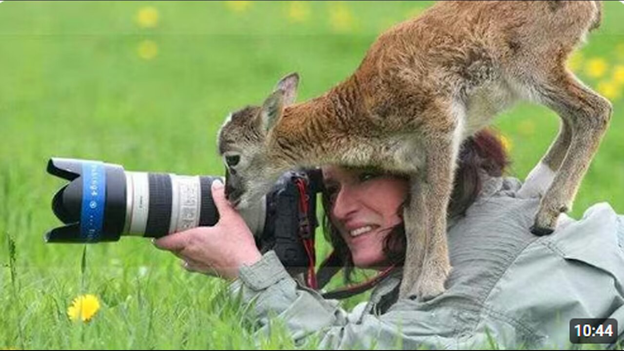 Best Animals Interrupt Humans in the Funniest Ways 🤪 Funny Animal Videos 2025