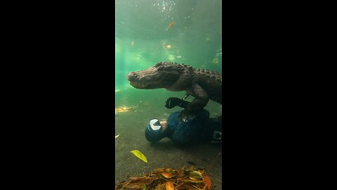 Meeting a crocodile in the water