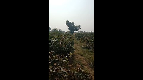 sial reel farmhouses viral video