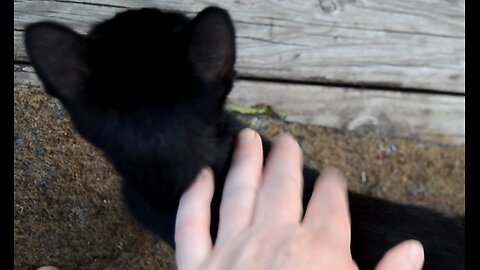 A Feral Cat Takes Us On A Journey