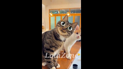 When Your Sister Messes Up Big Time 😂 | Talking Cat Meme