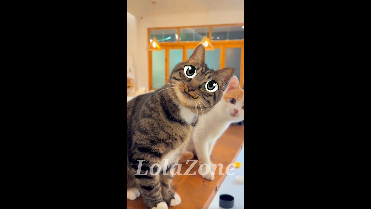 When Your Sister Messes Up Big Time 😂 | Talking Cat Meme