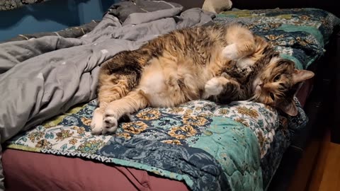 Weekend Mood: Cat Flops, Belly Reveals, and a Gentle Yawn You’ll Melt For