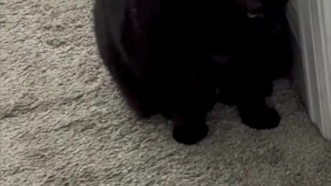 Cute Precious Piper Checks Out Her Surroundings - My Adopted Shelter Cat Vlog #shorts
