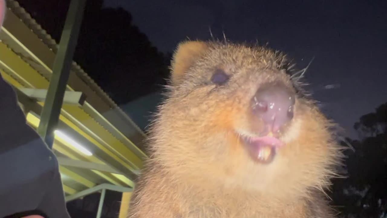 Man Eats Dinner With A Quokka