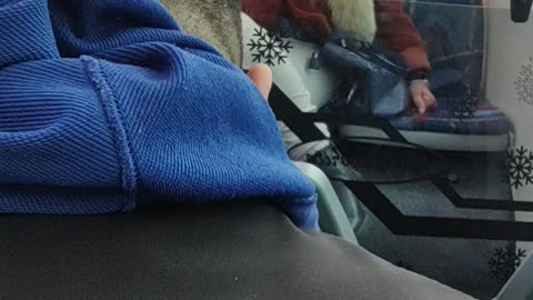 Woman Shows Off Fox Fur Scarf