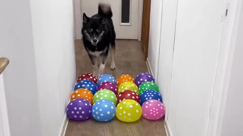 Bring Happiness Home With Your New Dog 🐶❤️ The Ultimate Training for a Perfect Start Together