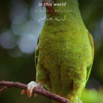 Her Aik Cheez Se Paida Khuda Ki Qudrat Hai - Dr. Allama Iqbal