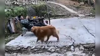 😂🐶 You Won't Believe What This Dog Brought Home! | FunFM