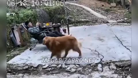 😂🐶 You Won't Believe What This Dog Brought Home! | FunFM