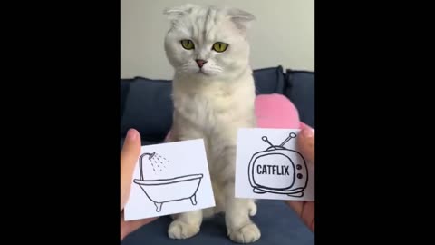 Hilarious Cat Moments That Will Have You Rolling on the Floor!
