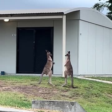 Kangaroo diaries only in Australia 🇦🇺