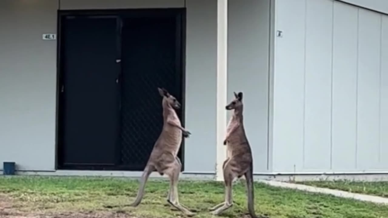 Kangaroo diaries only in Australia 🇦🇺