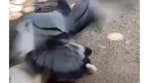 cats vs animal kingdom