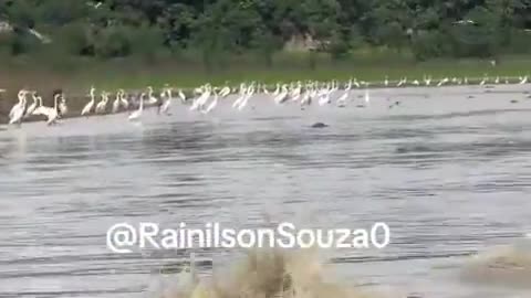 😮🛶 Men Brave a River Full of Crocodiles! | FeedMyCuriosity