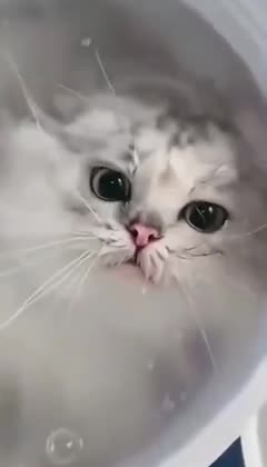 If you didn't know what navy seals look like, then here!