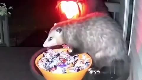 👻😱 This Witch Decoration Has The Most Unexpected Reaction! | FeedMyCuriosity