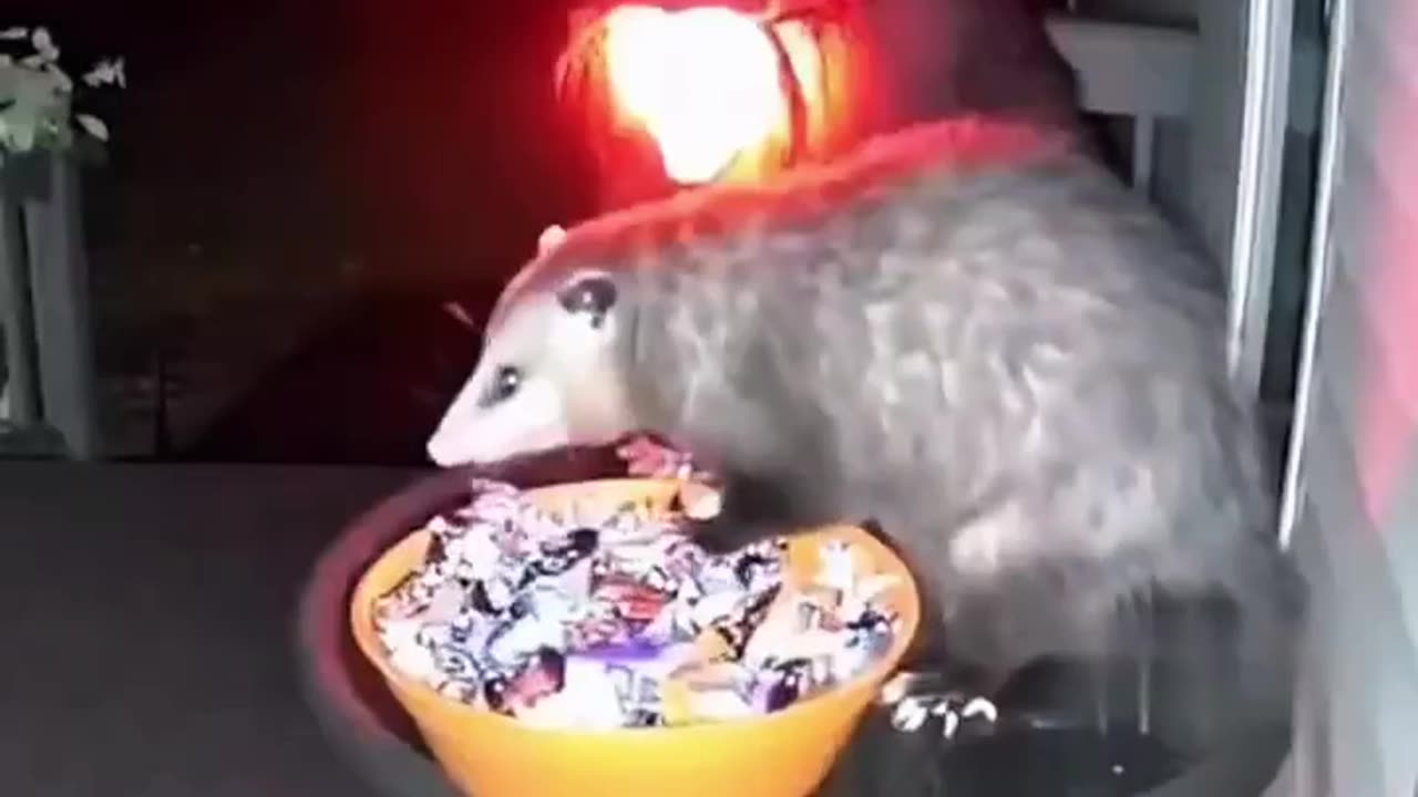 👻😱 This Witch Decoration Has The Most Unexpected Reaction! | FeedMyCuriosity