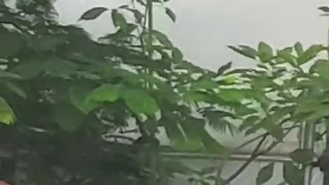 Mission Impossible Monkey