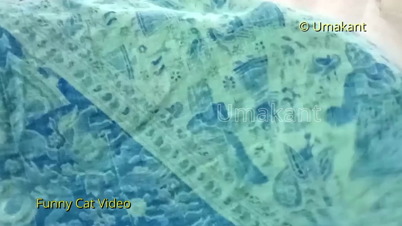 Funny Cats 97-Cats Playing