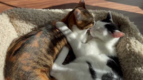 Pure love in every snuggle ❤️🐾 watch these cuties melt hearts instantly!