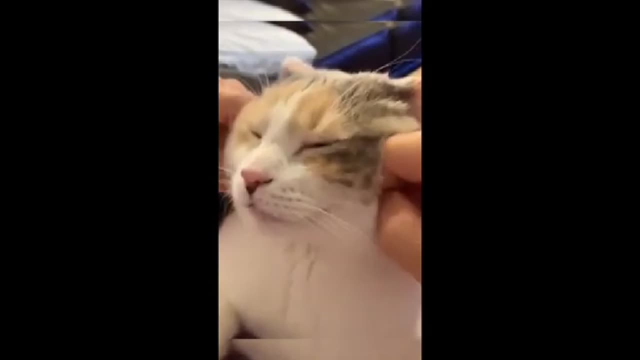 When Animals Forget How to Animal 🤪🐾