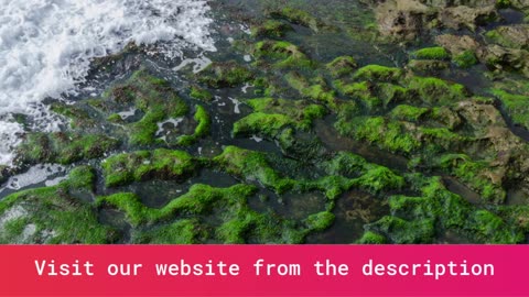 Rejuvenate Naturally with Pure Organic Irish Moss Gel