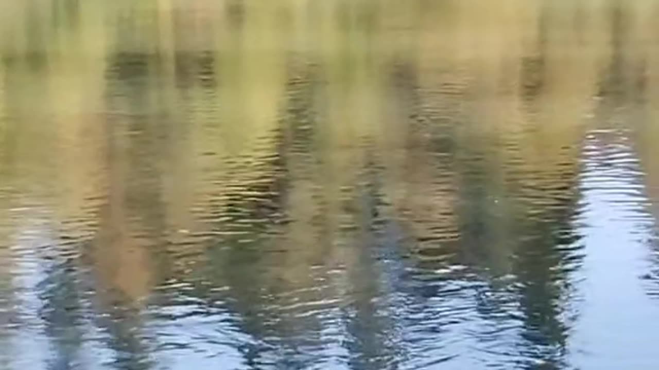 What do you say about ripples?