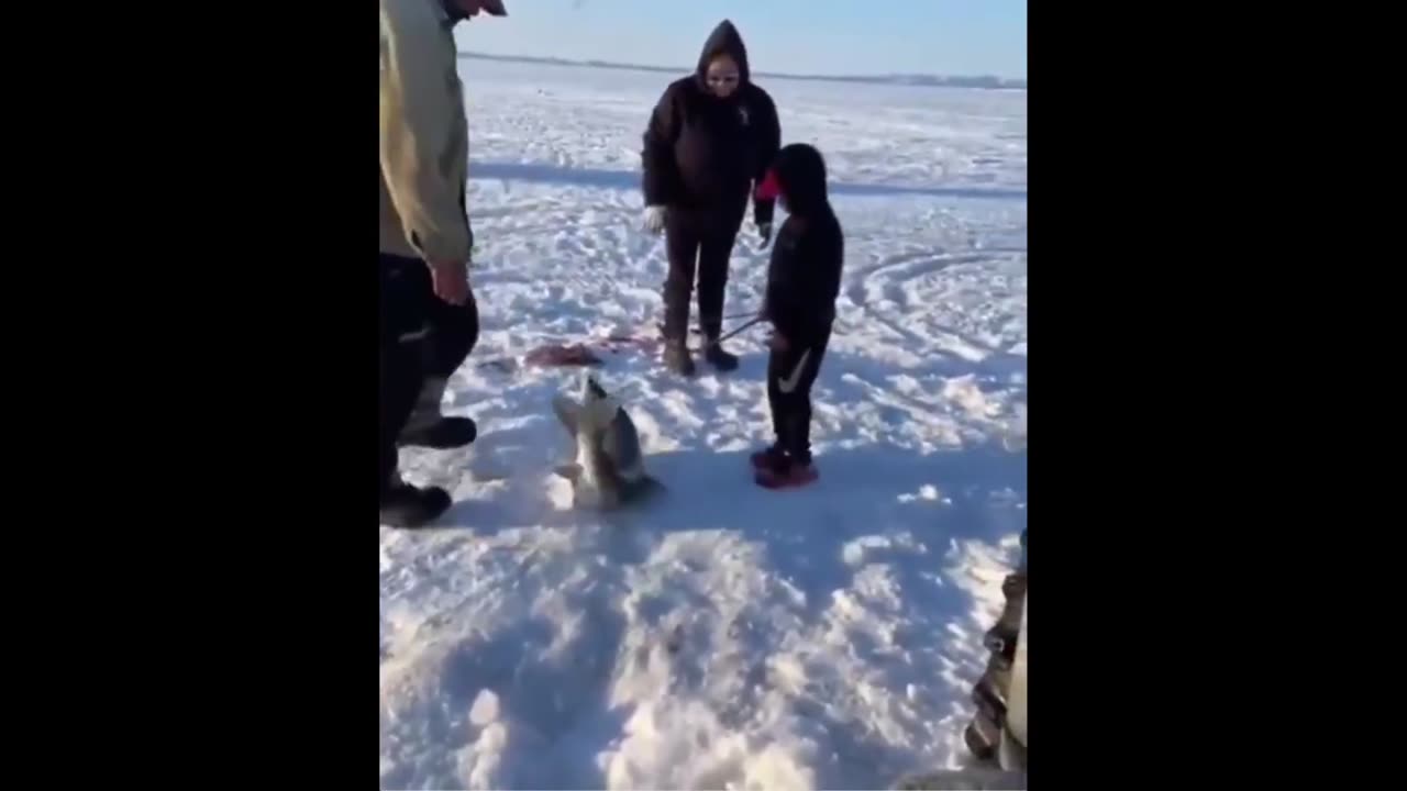 Nice Catch: Guy filmed his son catching a fish the same size as himself.