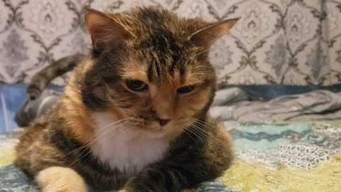 Cute Cat Wakes Up, Gives THE MOST Adorable Stretch EVER 😺🧎‍♀️