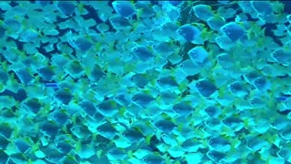 Immerse yourself in the serene beauty✨RELAX WITH AMBIENT STORM ✨