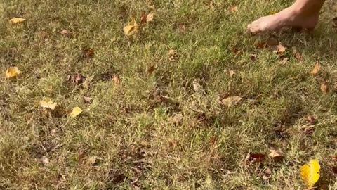 Man Catches a Mole by Hand