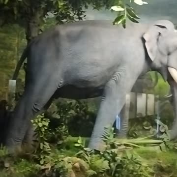 A Glimpse into Village Life