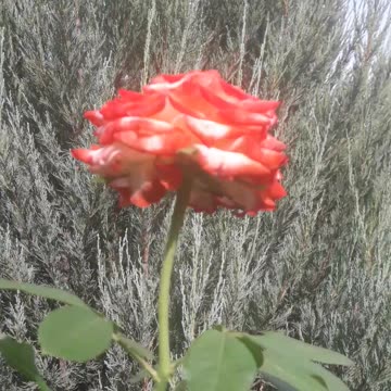 Rose and Juniperus scopulorum