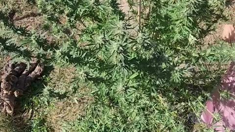 Demonstrating pruning fan leaves of a Bubble Bath Plant only days to harvesting