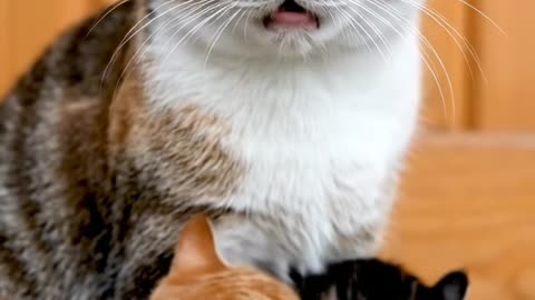 Mother Cat