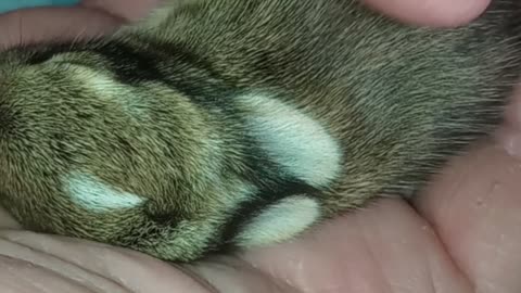 Tube Feeding & SQ Fluids to Baby Bunny 🐇