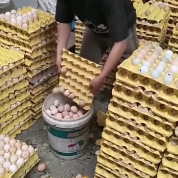 Are the eggs you're consuming real?
