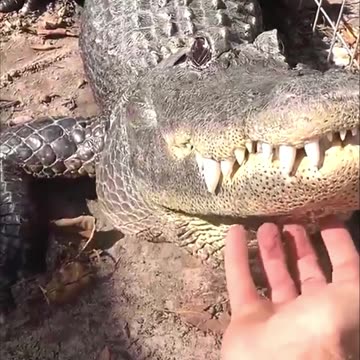 Cute and funny crocodile